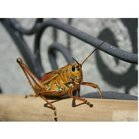 Zaštitni znak likovna umjetnost Grasshopper Canvas Art by Patty Tuggle, 18 24