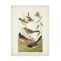 John James Audubon 'Chestnut Colored Finch' Canvas Art