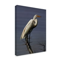Zaštitni znak likovna umjetnost 'Egret portret' platno umjetnost Clarence Stewart